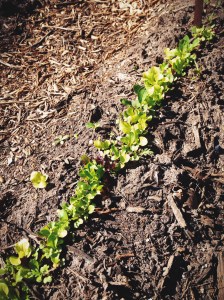 Processed with VSCOcam with lv01 preset